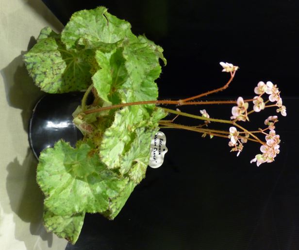 B. ‘Helen Clare’